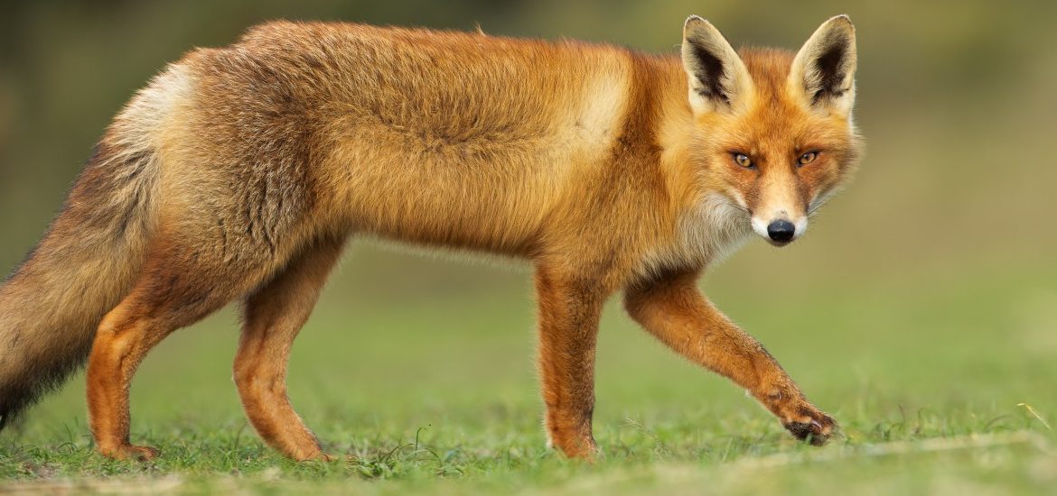>> The Cunning Little Vixen << 5 stars for direction The Cunning Little Vixen
